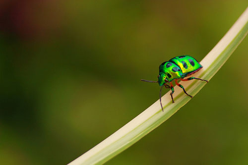 green-bug