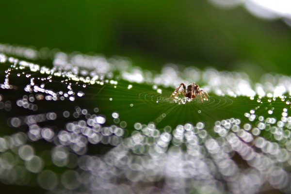 Spider wen dew