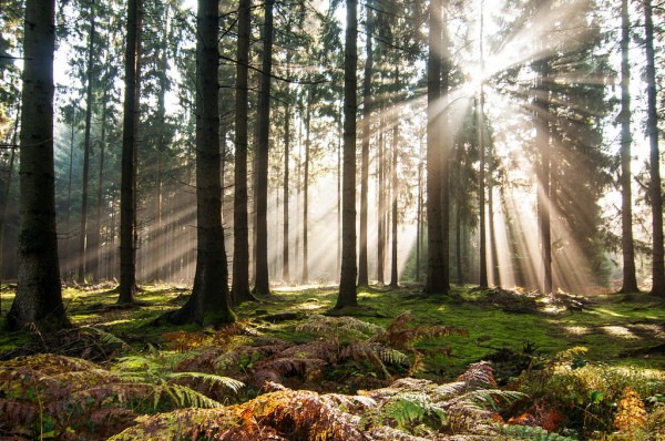 Forest  sun between the trees image