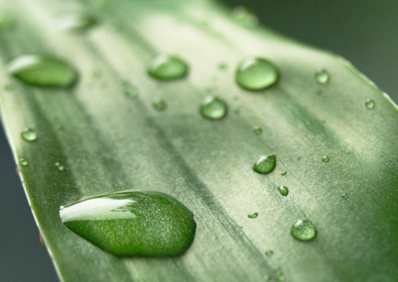 water drops on a leafe