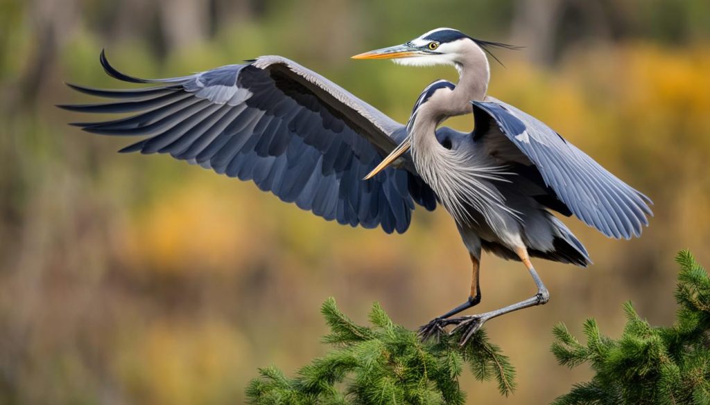 bird photography